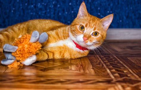 Home Red Cat Plays With A Toy Stock Photo Image Of Purebred
