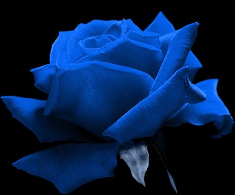 Blue Roses Blue Roses Blue Flowers Blue Roses Pictures