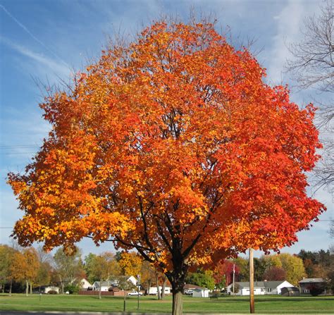 Acer Saccharum Sugar Maple Tree In Fall Colors Country Flickr