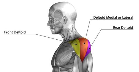 What Is A Rear Deltoid Fly A Guide For Building Shoulders