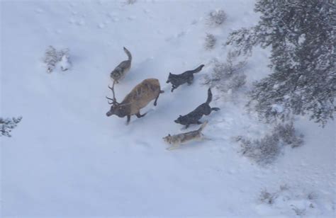 Wolves detect prey by three primary means, sent. The ESA: Taking Noah's Ark Into a Brave New World | HuffPost