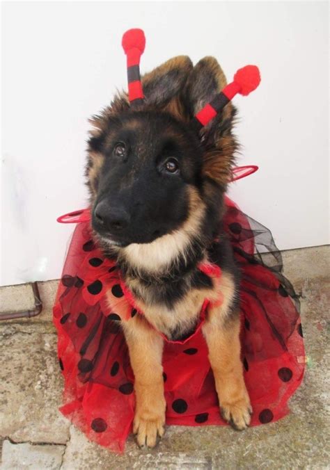 21 Of The Best German Shepherd Halloween Costumes Weve Ever Seen Dog