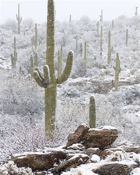 Sonoran Snowfall Rincon Mountains Arizona Timm Chapman Photography