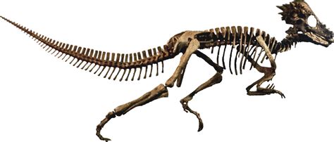 Pachycephalosauria Prähistorisches Fossilien Steinzeit