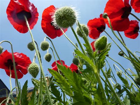 Poppies Flowers Red Meadows Free Stock Photo Public Domain Pictures