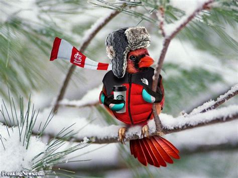 Cardinal Ready For Winter Bird Sightings Animals Birds