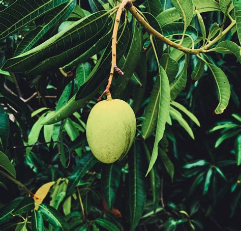 Mango Leaves Have More Antioxidants Than Ascorbic Acid In Skincare