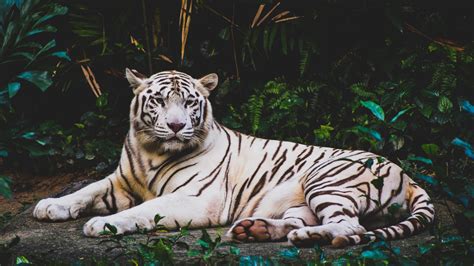 White Tiger Is Lying Down On Ground In Green Plants Forest Background