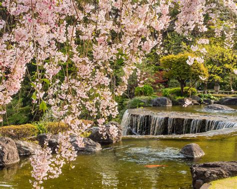 Cherry Blossom Frames The Waterfall In The 400 Year Old Gardens Of The