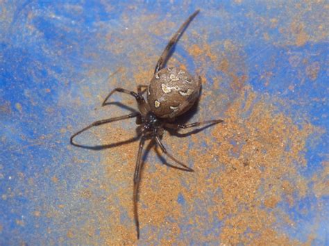 Theridiidaelatrodectus Geometricus Brown Widow Spider Dsc Flickr