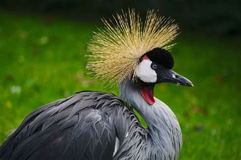 Top 10 Birds With Most Beautiful Crests The Mysterious World