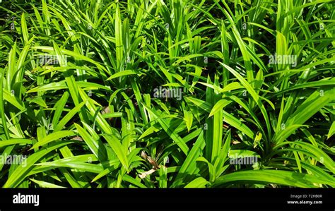 Group Green Pandan Leaves Or Pandanus Amaryllifolius Stock Photo Alamy