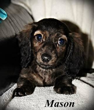 Ask questions and learn about dachshunds at nextdaypets.com. AKC Miniature Dachshund Puppies for Sale in Eau Claire ...