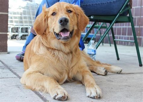 Golden retriever puppies for sale near me? Adopt Rudy on | Golden retriever rescue, Dogs golden ...