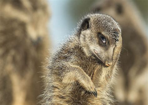 A Meerkat Having A Rough Day In Little Karoo South Africa Photo By