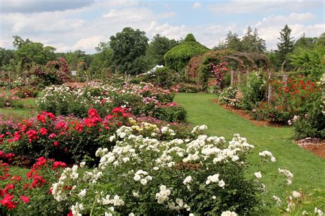 Naples And Hartford In Season Elizabeth Park Rose Garden