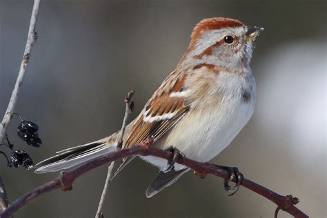 Use This Photo Gallery Of Different North American Sparrow Species To