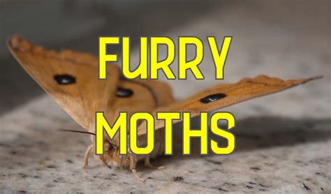 33 Common Furry Fluffy Hairy Moths With Pictures