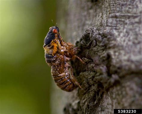 Periodical Cicada Magicicada Septendecim