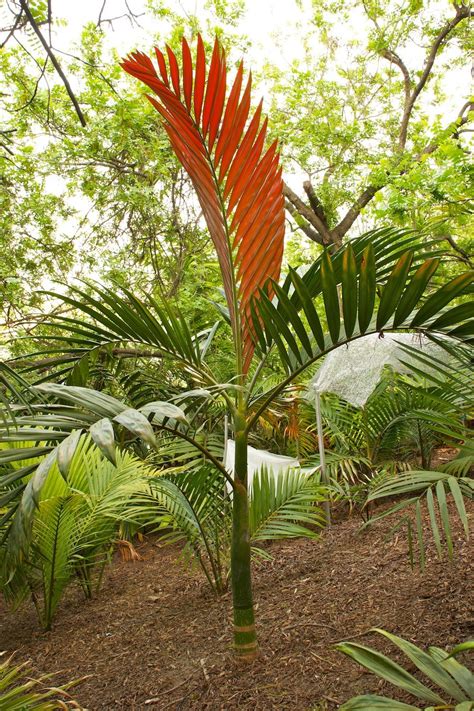 Tropical Palms Red Feather Palm
