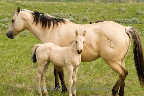 These horse people would say that many breeds of horses can be the buckskin color type. buckskin quarter horse - Google Search | Horses, Buckskin horse, Aqha horses