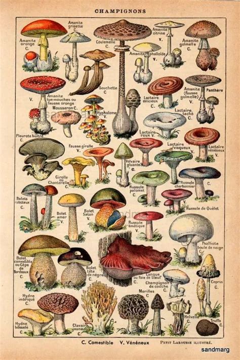 23 Best Edible Mushrooms Images On Pinterest Edible Mushrooms Fungi