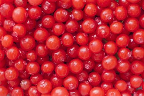 30 Red Huckleberry Vaccinium Parvifolium Red Blueberry Bilberry Fruit