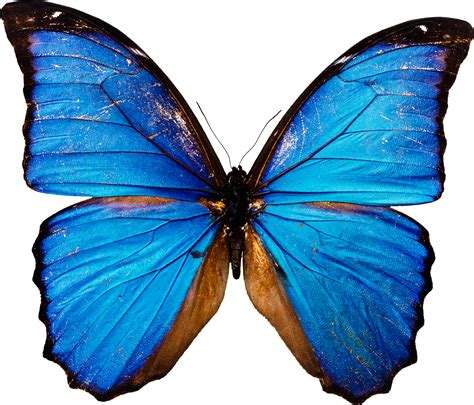 Butterfly Png Image Free Picture Download
