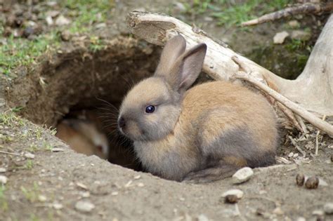 Feldhase Oder Kaninchen Unterschiede In Aussehen Und Verhalten Erklärt