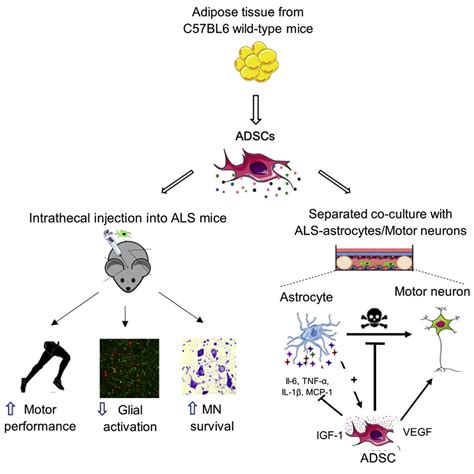 Adipose Derived Stem Cells Protect Motor Neurons And Reduce Glial
