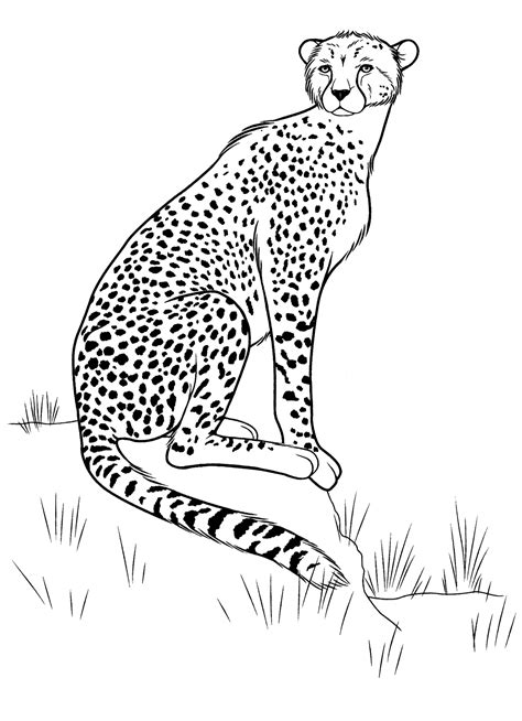 coloring page cheetah   hunt