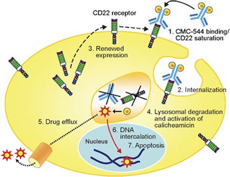 Inotuzumab Ozogamicin In Relapsed B‐cell Acute Lymphoblastic Leukemia