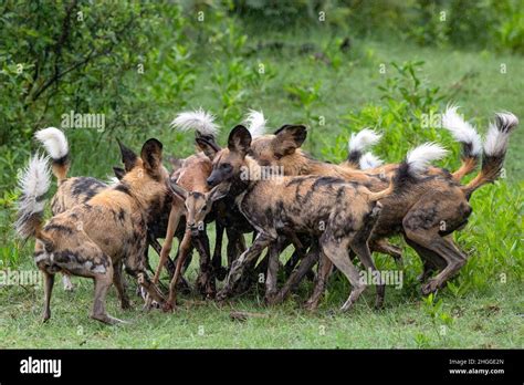African Wild Dogs Lycaon Pictus Africas Second Most Endangered
