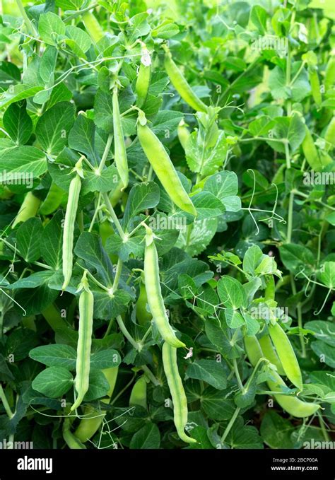 Peas Plant Growing On The Farm Pods Of Young Green Peas Sweet Pea