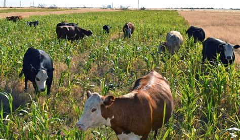 Adding Grazing To Cover Crops Can Benefit Bottom Line Agrilife Today