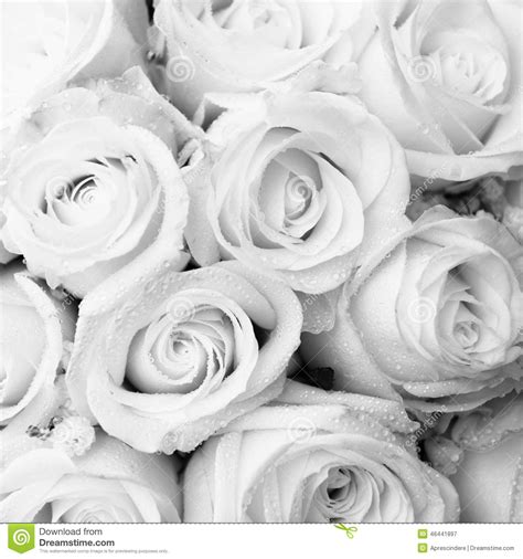 White Roses Stock Image Image Of Married Celebrations 46441897