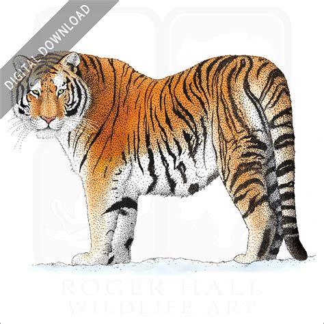 Siberian Tiger Drawing