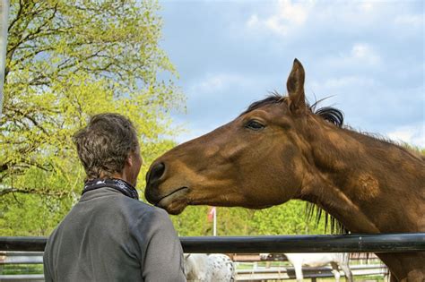 How To Bond With Horses Cupertinotimes
