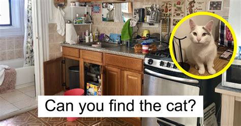 Yes you can overbathe a cat, and from the sounds of it you are doing it already. Almost Nobody Could Find The Cat In This Picture, And Her ...