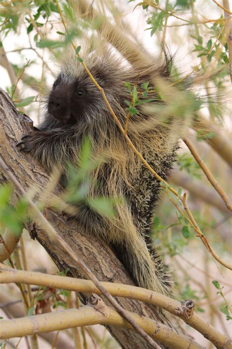 Porcupine In A Tree Free Stock Photo Public Domain Pictures