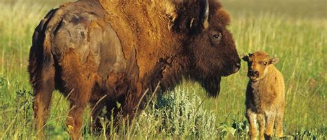 Yellowstone And Grand Teton National Parks North America Travel Service