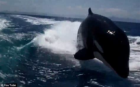 Terrifying Moment A Pod Of 20 Killer Whales Follows Boat