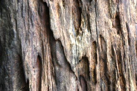 Pokok kayu manis photo by abangis_photos | photobucket. JALINAN