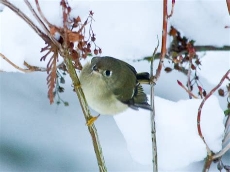 Ruby Crowned Kinglet In The Snow Possibly The Most Adorabl Flickr