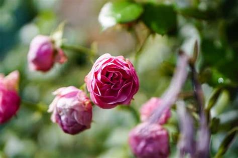 A Guide To Growing Miniature Roses Indoors Happy Diy Home