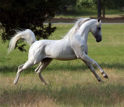 Arabian Horse Breed Guide Horseclicks