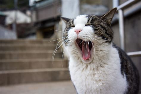 Why Are Yawns Contagious We Asked A Scientist Pbs Newshour