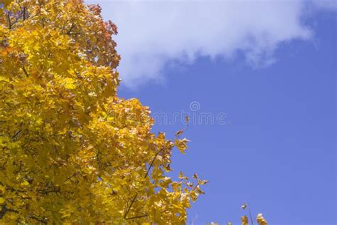 Background Of Autumn Golden Foliage Stock Image Image Of Nature