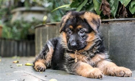 Miniature German Shepherd Do These Pocket Sized Dogs Exist All
