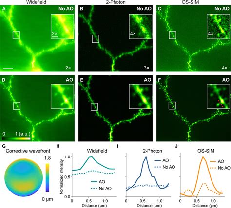 Fast Widefield Imaging Of Neuronal Structure And Function With Optical